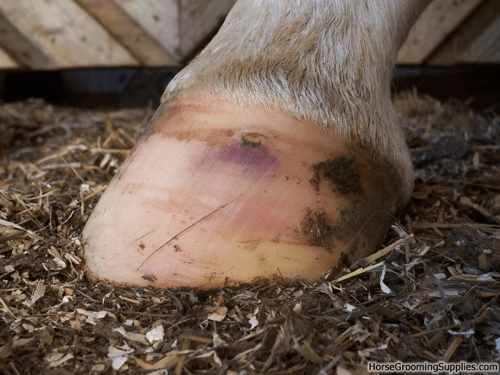 3 Common Horse Injuries And How To Treat Them Fauna Care
